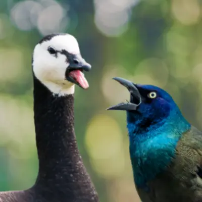 two birds squawking at each other