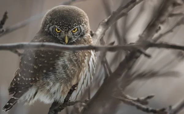 Owl with intense gaze
